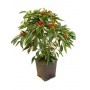 PEPERONCINO IN VASO DIAM. 14 