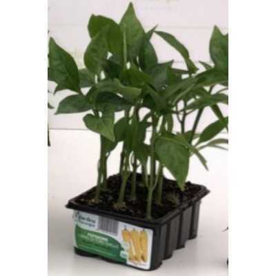 BULL HORN PEPPER YELLOW RINGO TRAY OF 12 SEEDS