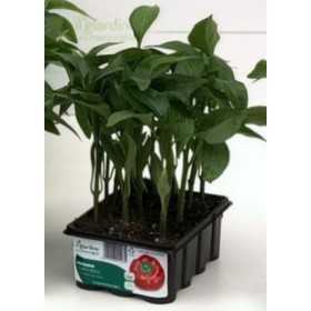 RED TOPEPO PEPPER TRAY OF 12 SEEDS