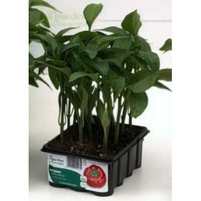 RED TOPEPO PEPPER TRAY OF 12 SEEDS