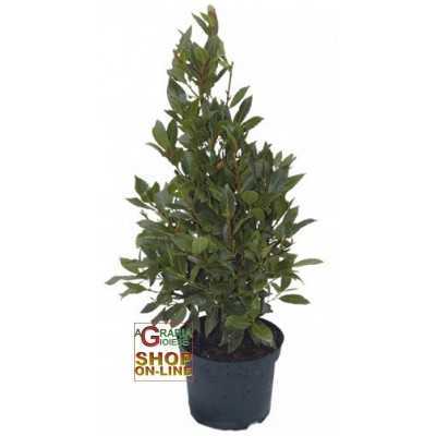 HIGH LAUREL PLANT CM. 120 WITH VASE DIAM. 20