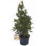 HIGH LAUREL PLANT CM. 120 WITH VASE DIAM. 20