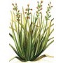 CITRONELLA PLANT VASE CM. 19