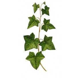 IVY PLANT IN POT DIAM. 10