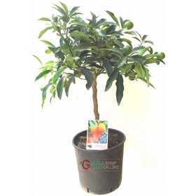 Chinese Kumquat mandarin plant in a cm. 20 height cm. 70