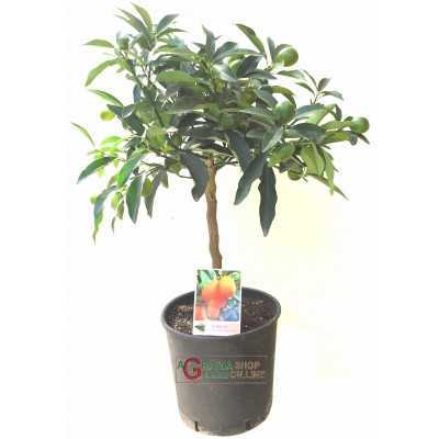 Pianta di mandarino cinese Kumquat in vaso da cm. 20 altezza
