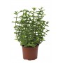 PIANTA DI MENTA AROMATICA IN VASETTO DA DIAM. 11 