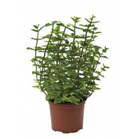 AROMATIC MINT PLANT IN A DIAM. 11