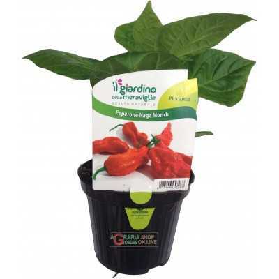 NAGA MORICH SPICY CHILI PLANT IN A JAR