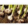 SEEDLINGS OF GARLIC 12 PLANTS