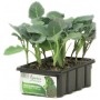 PIANTINE DI BROCCOLO GREEN BELT 12 FORI 
