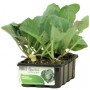 SEEDLINGS OF CABBAGE HOOD GREEN LUNAR 12 HOLES