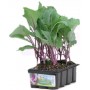 SEEDLINGS OF CABBAGE RAPA VIOLET 12 HOLES