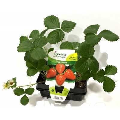 PIANTINE DI FRAGOLA RIFIORENTE IN VASCHETTA DA 4 PIANTE 