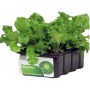 SEEDLINGS OF ENDIVE RICCIA CIGAL conf. 12