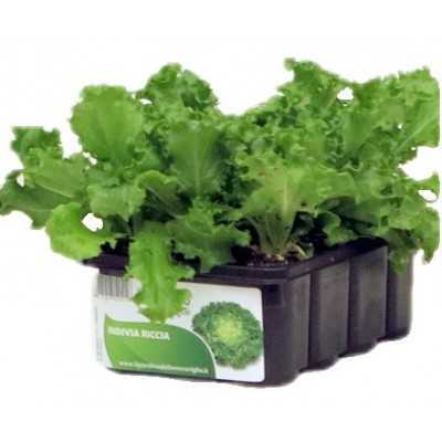 SEEDLINGS OF ENDIVE RICCIA CIGAL conf. 12