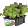 PLANTS OF LETTUCE CANASTA OR ROSPLUS conf. 12