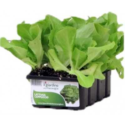 PLANTS OF LETTUCE CAPPUCCIO DACIA conf. 12
