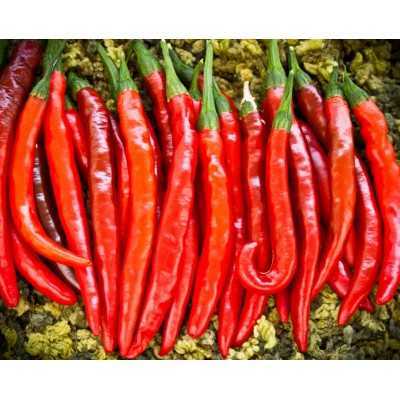 PIANTINE DI PEPERONCINO PICCANTE DI CAYENNA 12 FORI 