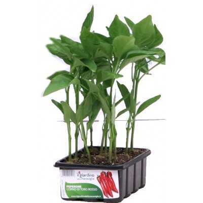 SEEDLINGS OF PEPPER RED BULL'S HORN IN A BASKET OF 12 PLANTS