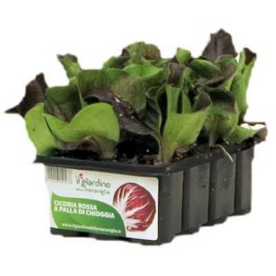 SEEDLINGS OF RADICCHIO OR RED CHICORY OF CHIOGGIA MONICA conf.