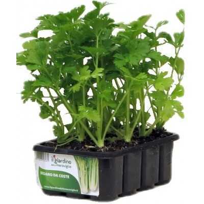 SEEDLINGS OF CELERY FROM COSTE conf. 12 HOLES