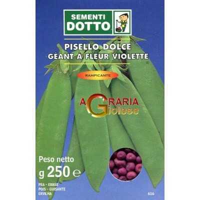 PISELLO GR. 250 RAMPICANTE GEANT A FLEUR VIOLETTE 