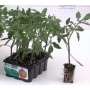 TOMATO CUOR DI BUE DI ALBENGA INDETERMINATE PLANT TRAY OF 12
