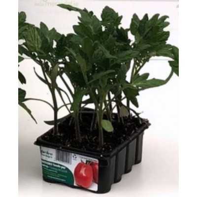 STEEL MISSOURI TOMATO DETERMINED PLANT, CONTAINER OF 12 PLANTS