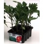 STEEL MISSOURI TOMATO DETERMINED PLANT, CONTAINER OF 12 PLANTS