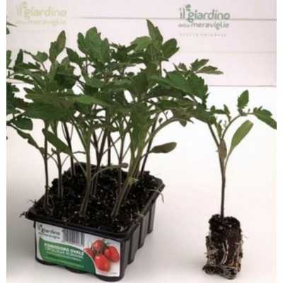 HIGH STEEL OVAL ROMAN TOMATO TOMATO WITH 12 SEEDS