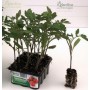HIGH STEEL OVAL ROMAN TOMATO TOMATO WITH 12 SEEDS